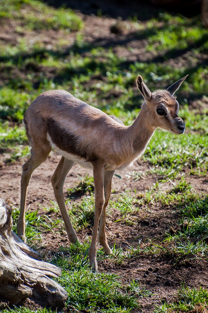 Speke's gazelle (Gazella spekei)