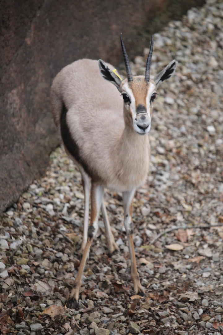 Speke’s gazelle (Gazella spekei)