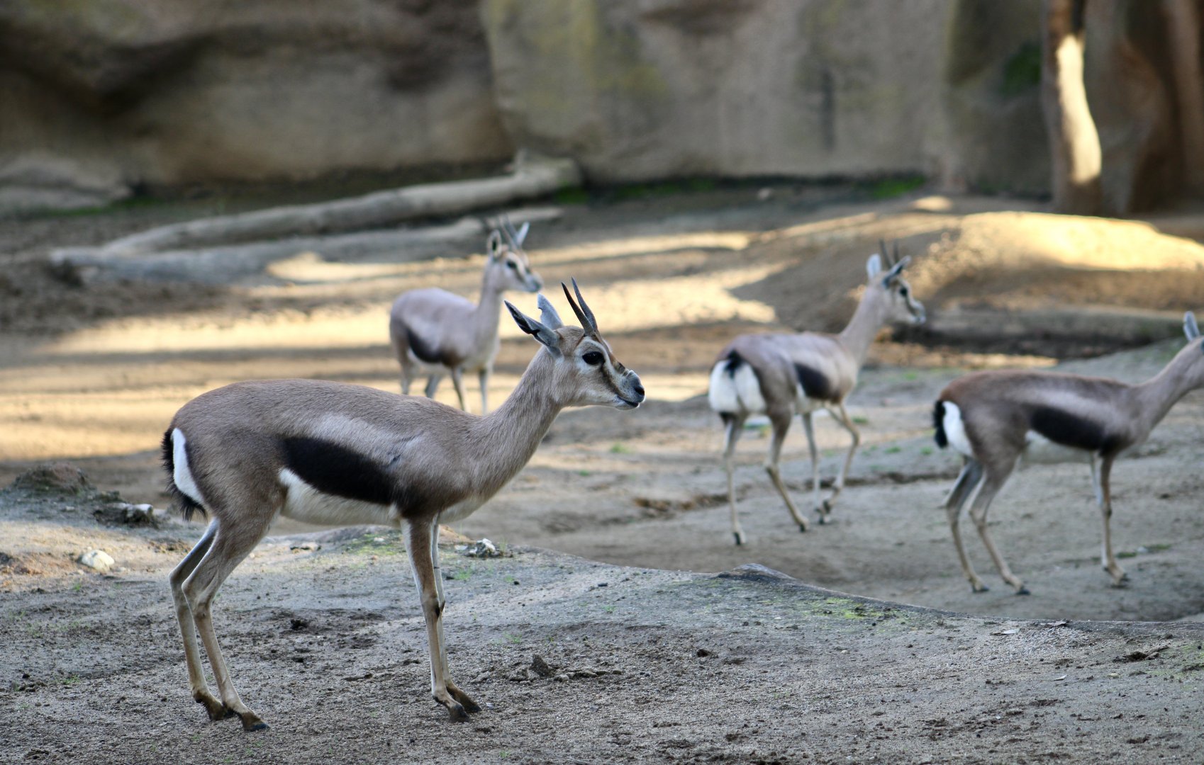 Speke's Gazelle (Gazella spekei)