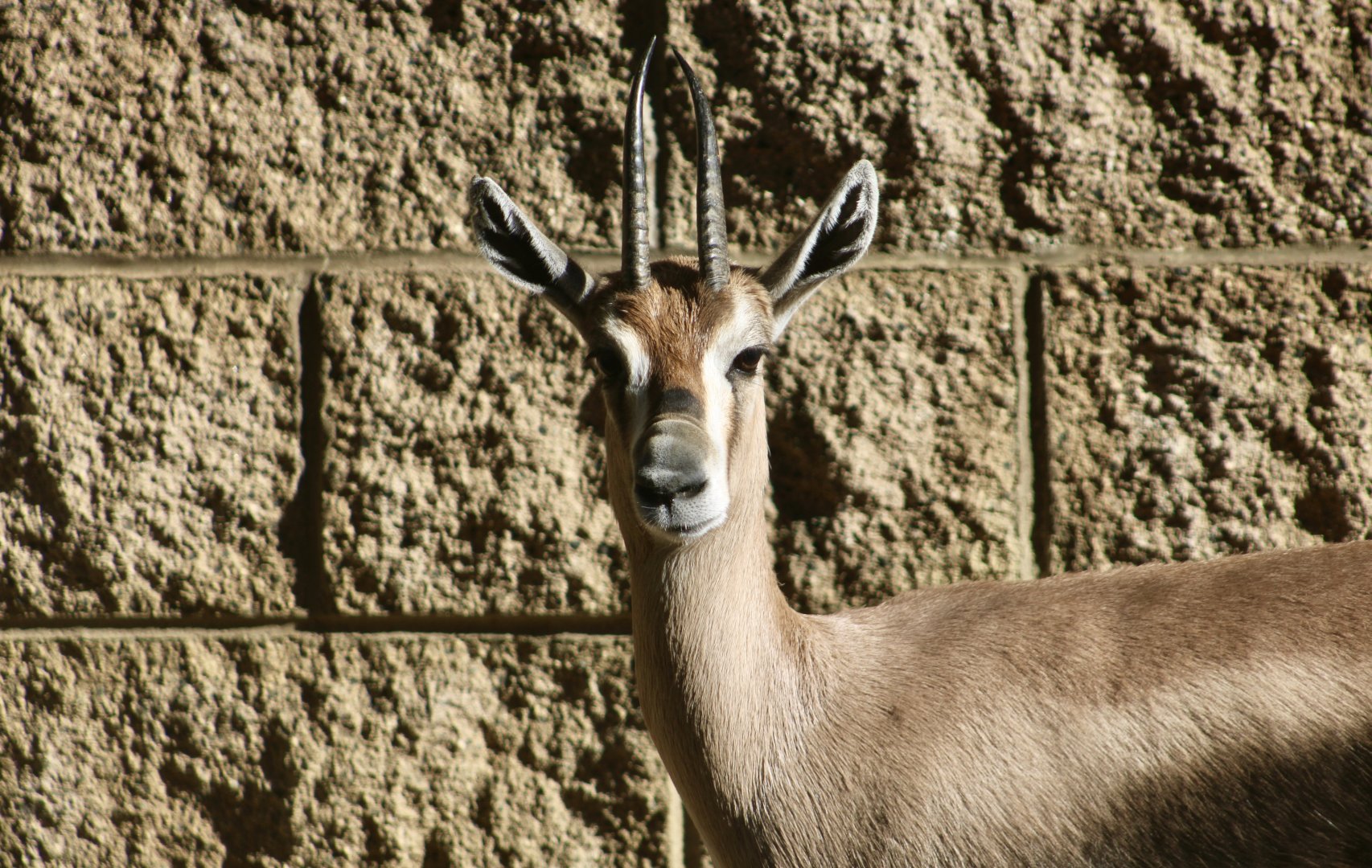 Speke's Gazelle (Gazella spekei)