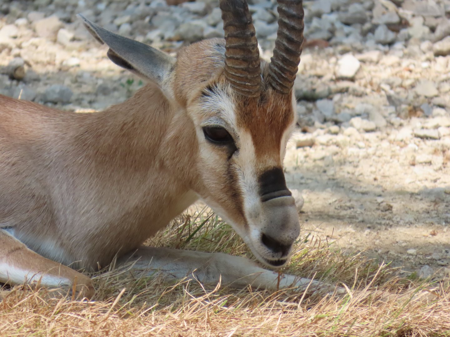 Speke’s Gazelle (Gazella spekei)