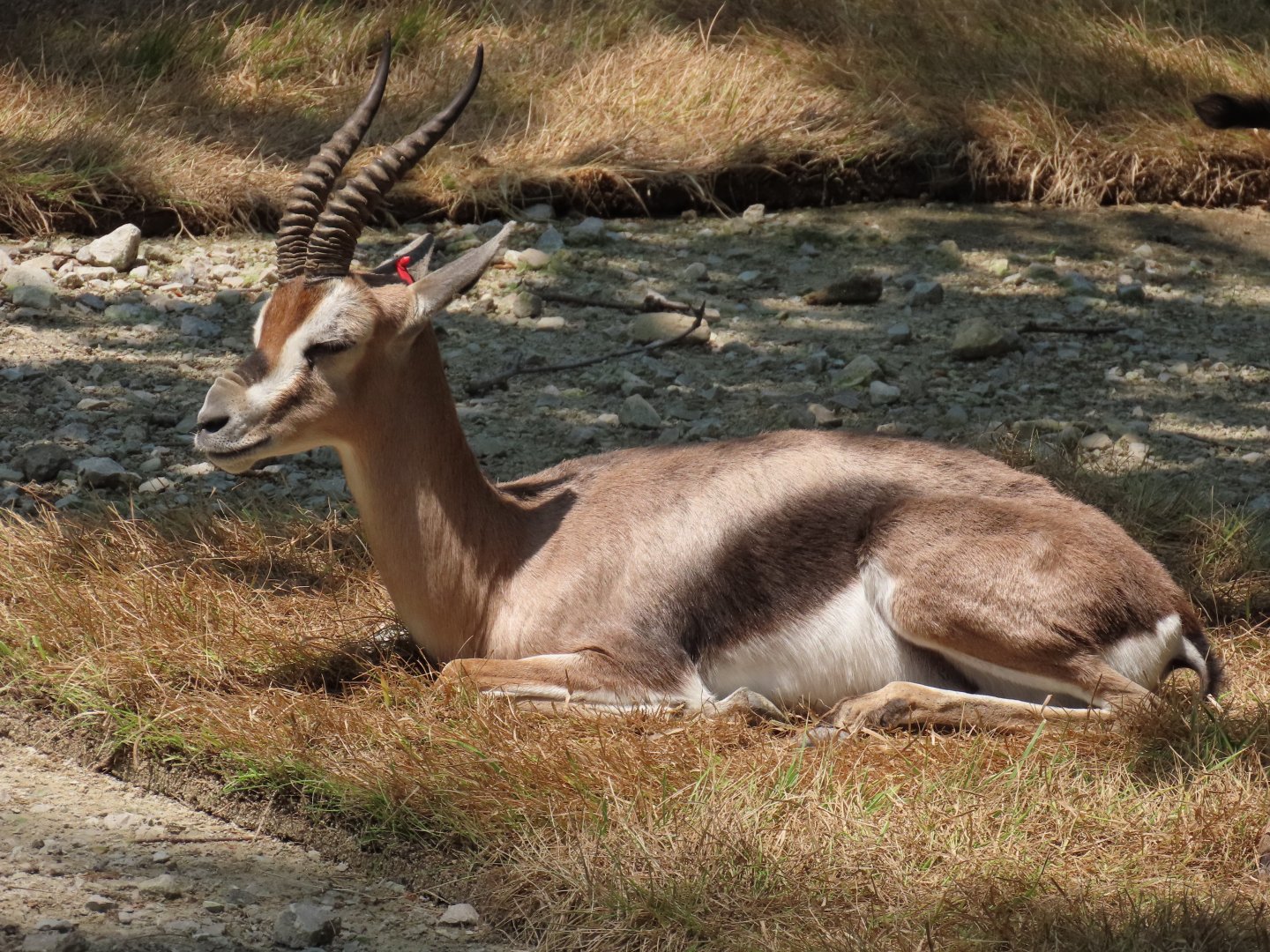 Speke’s Gazelle (Gazella spekei)