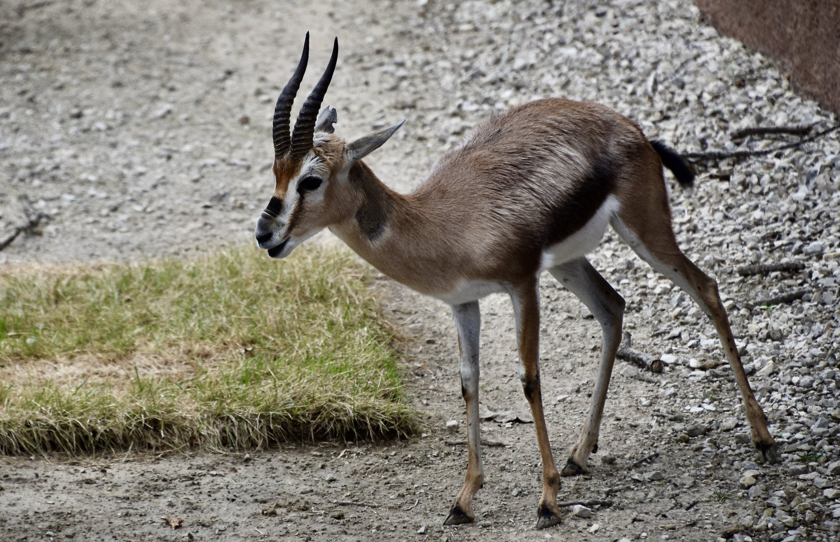 Speke's Gazelle (Gazella spekei)