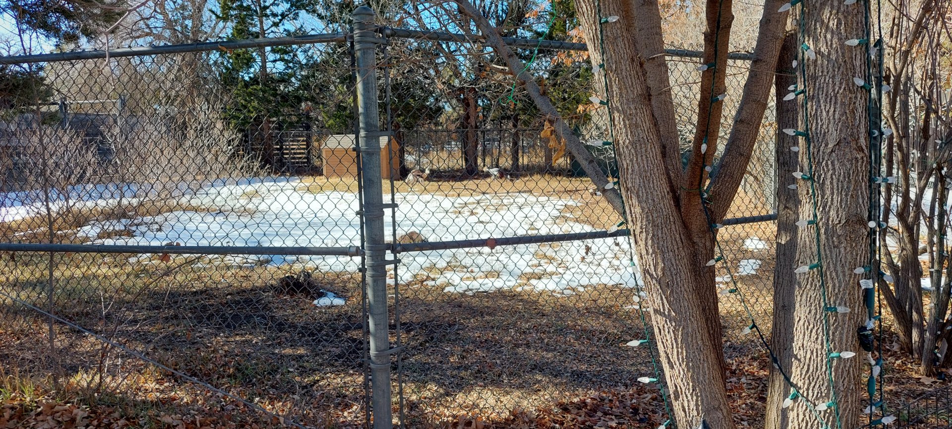 Speke's Gazelle & Grey Crowned Crane