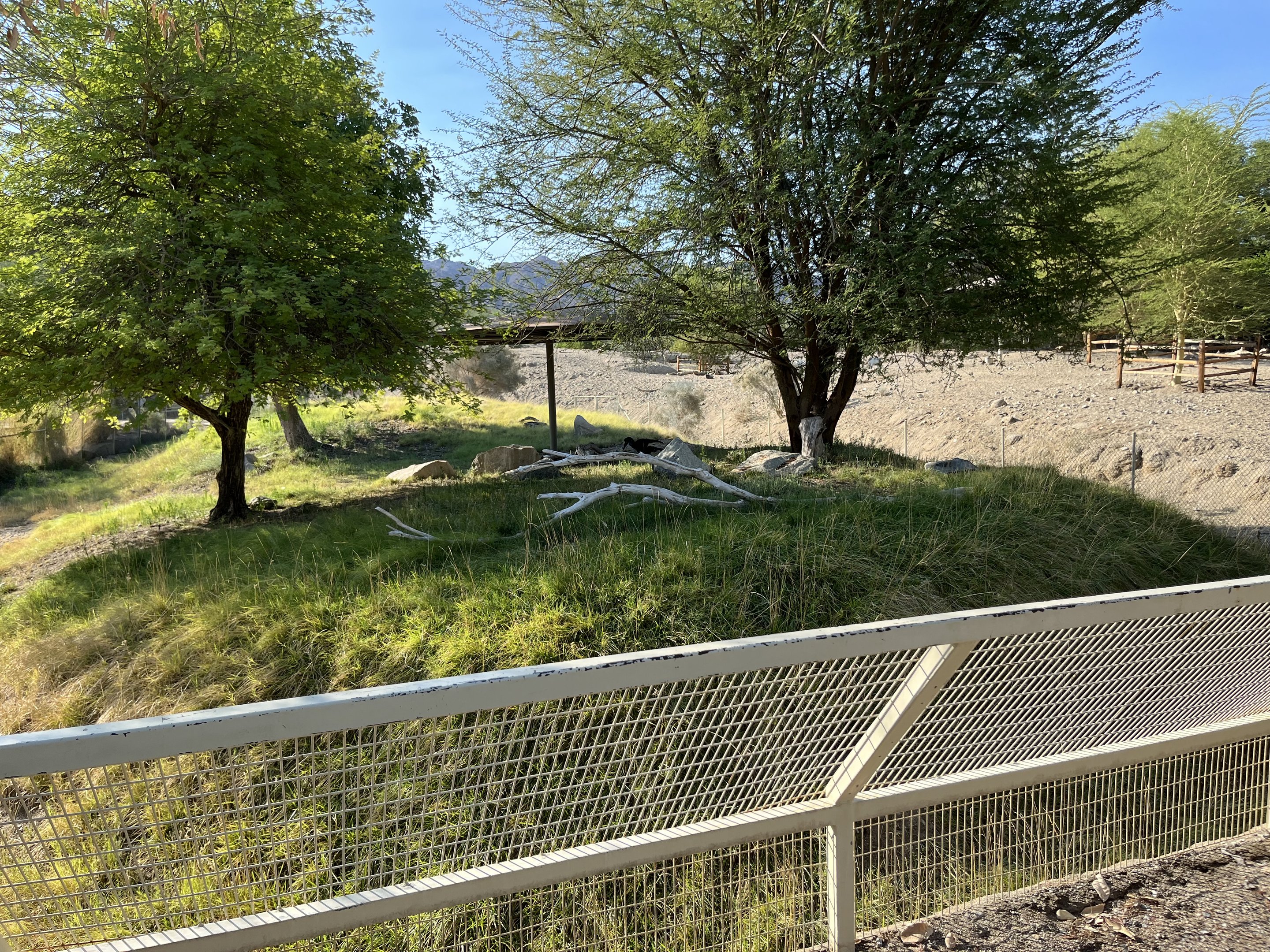 Speke’s Gazelle/Ground Hornbill Exhibit