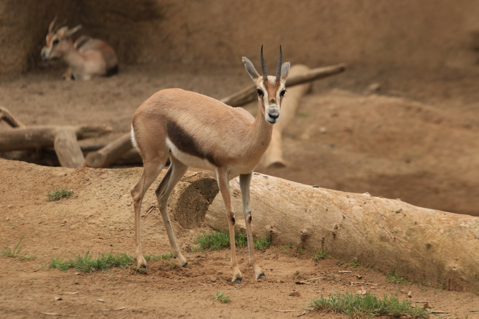 Speke‘s gazelle (June 2019)
