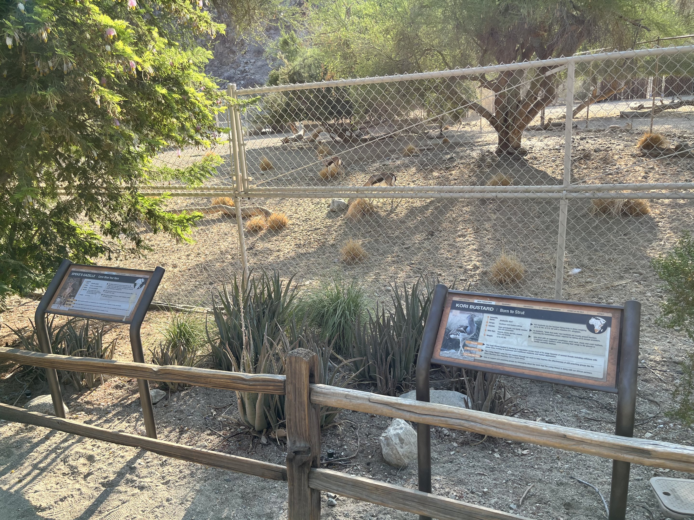 Speke’s Gazelle/Kori Bustard Exhibit