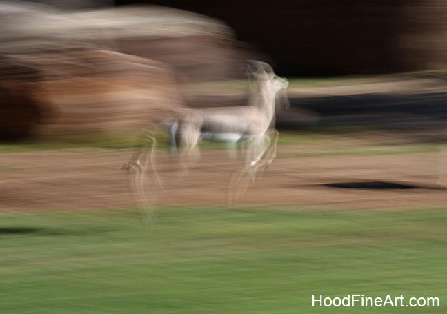 spekes gazelle pronking