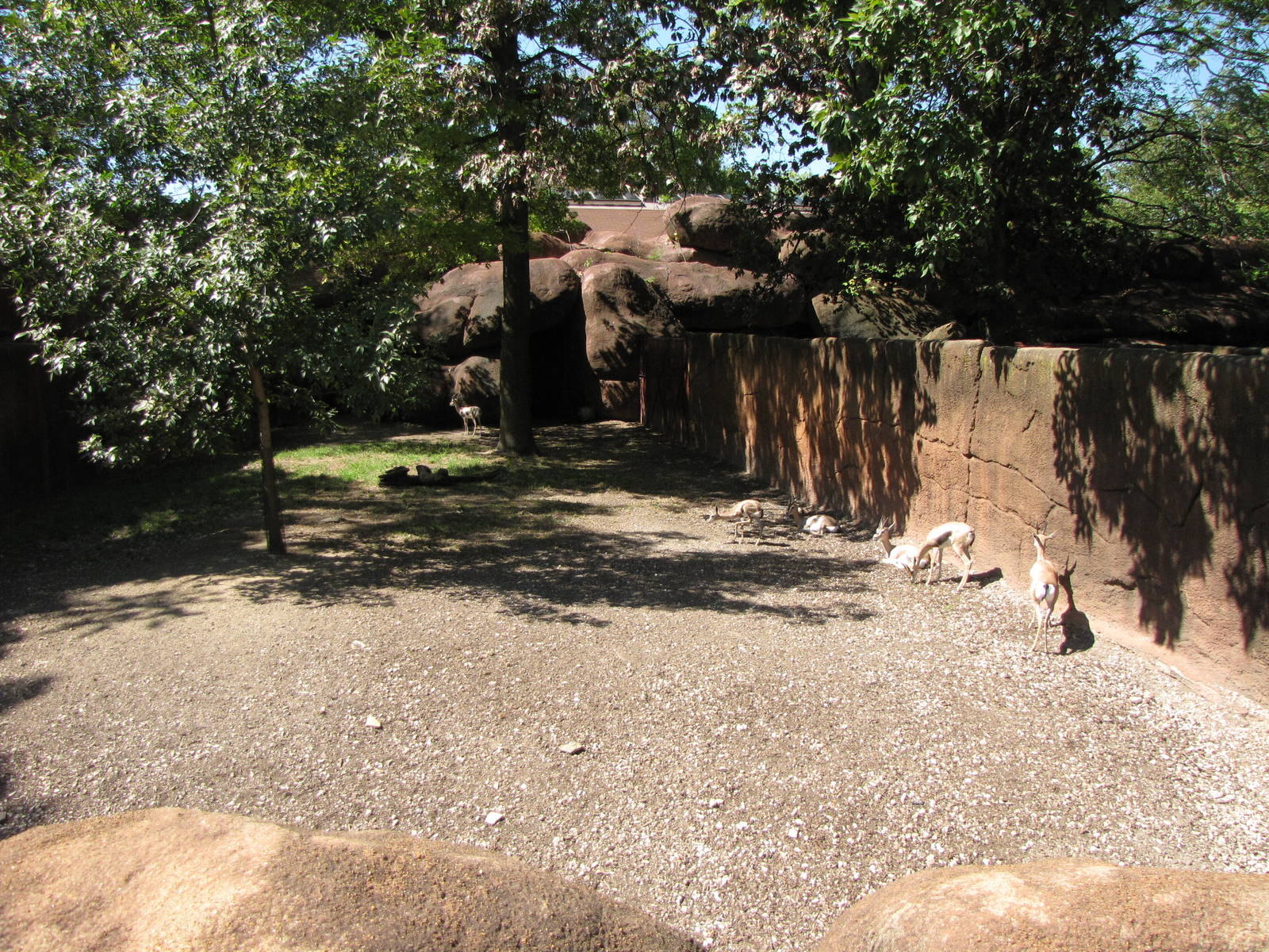 Speke's Gazelle - Red Rocks