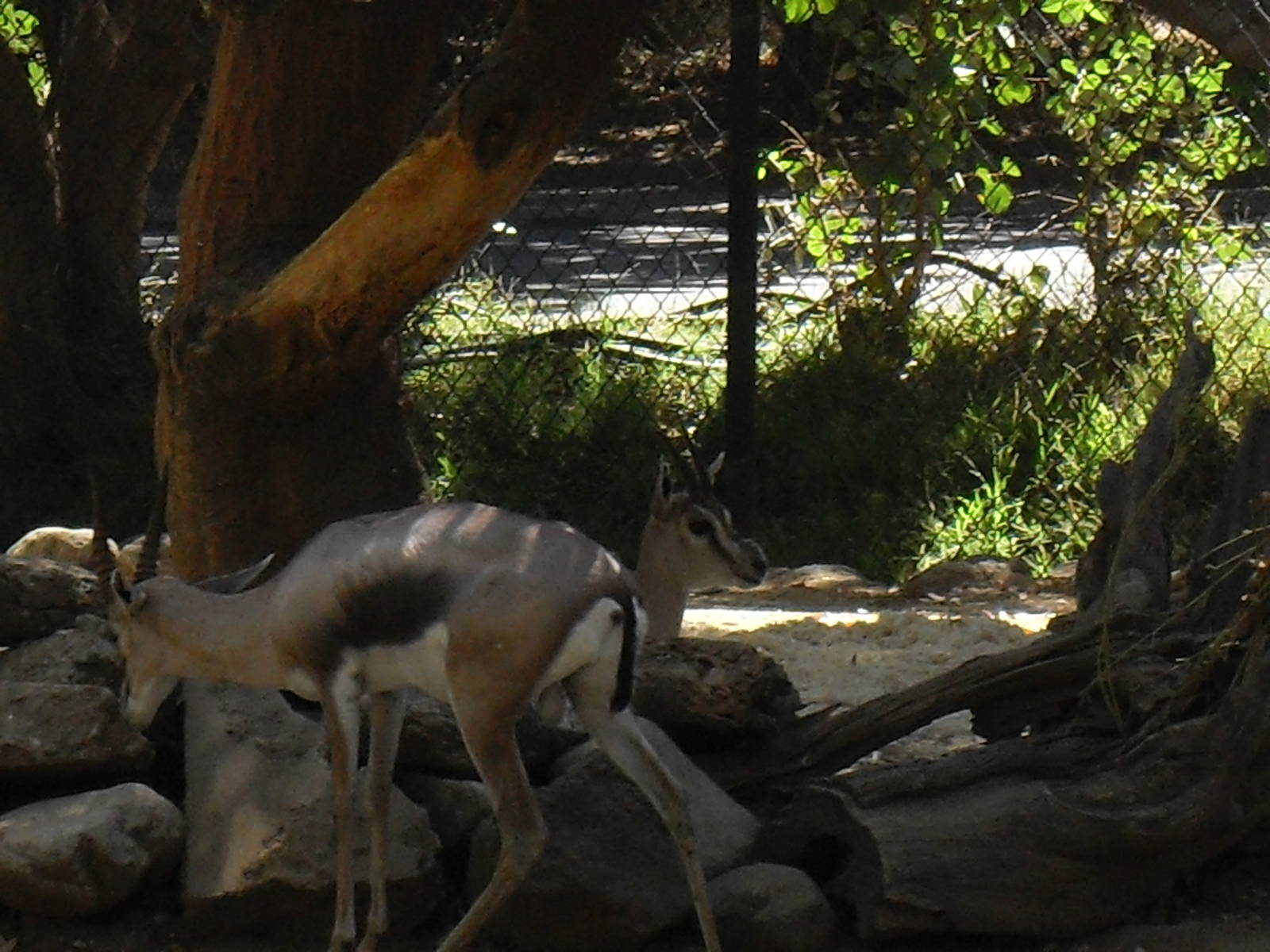 spekes gazelle sept 10