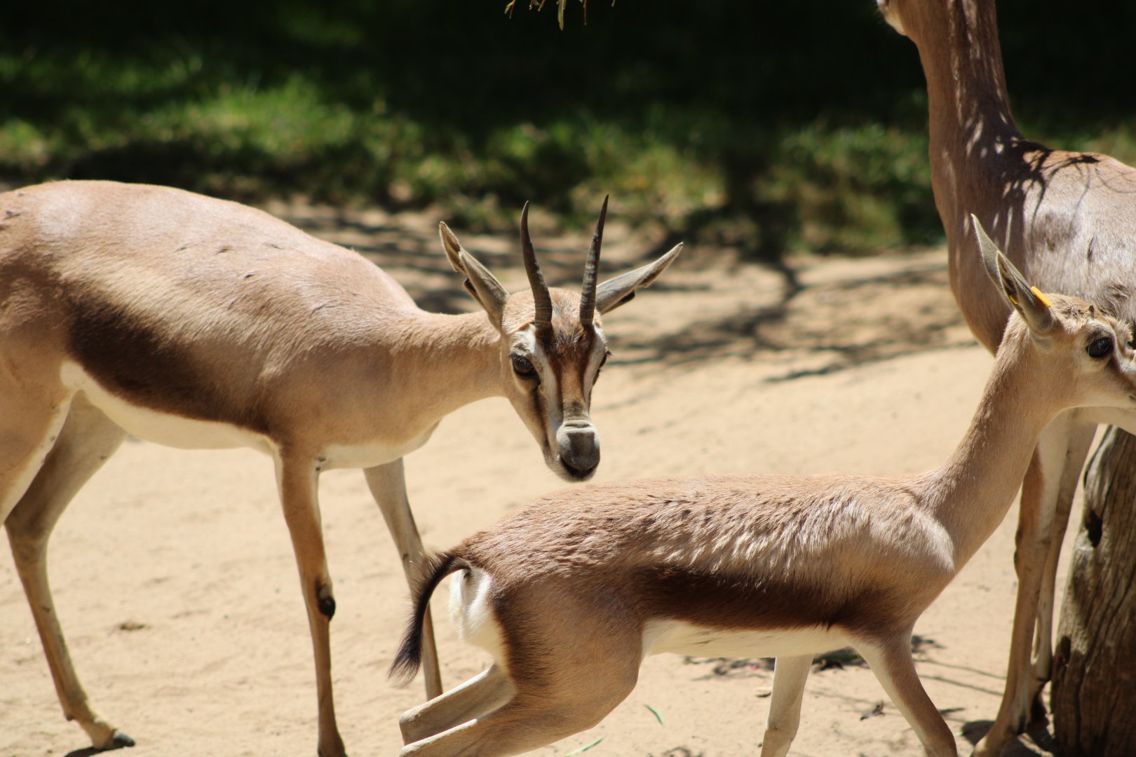 Speke’s Gazelle with Calf (Gazella spekei)