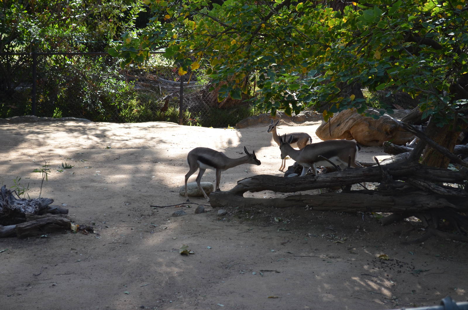 Speke's Gazelle Yard