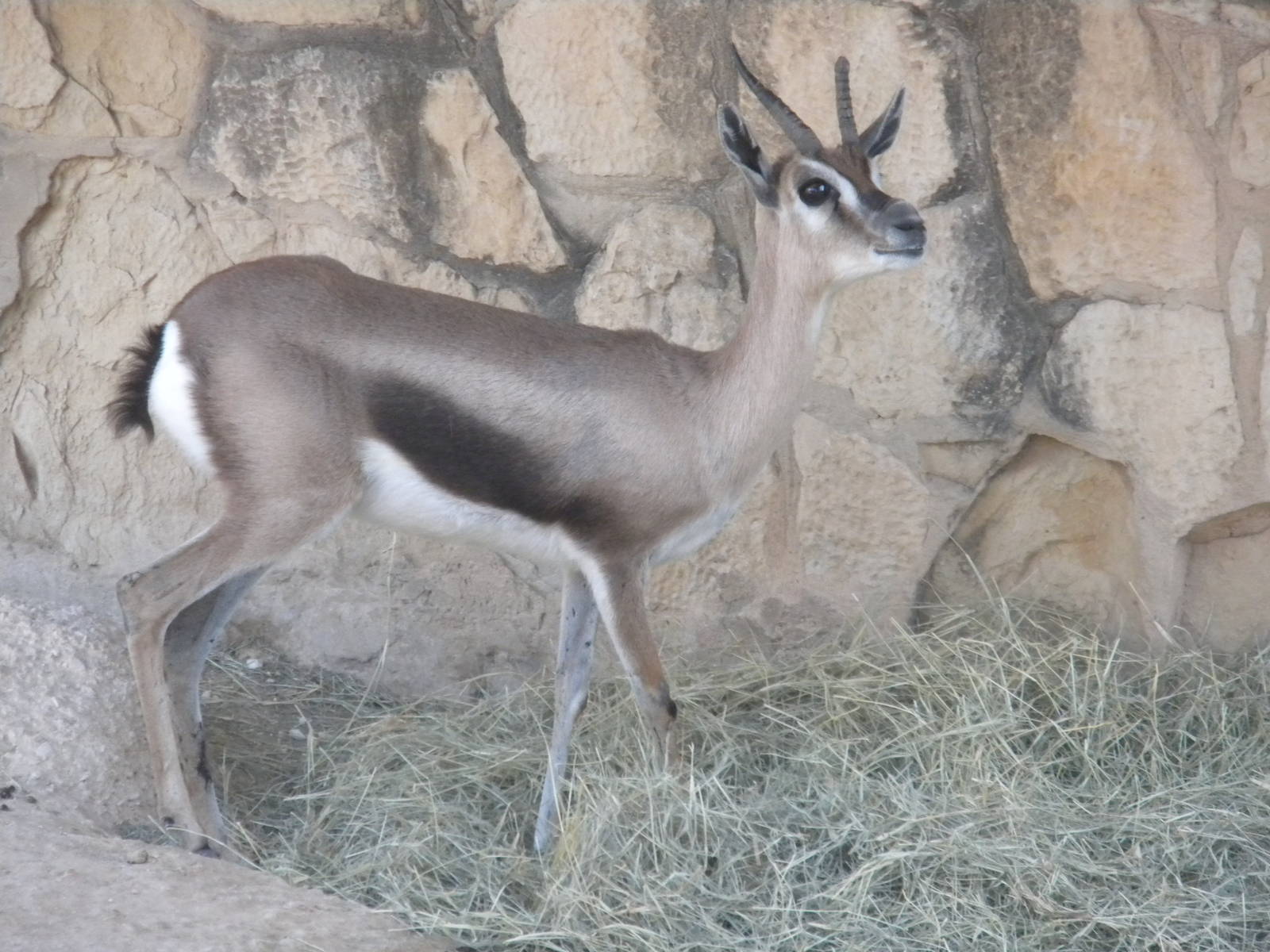 Speke's Gazelle