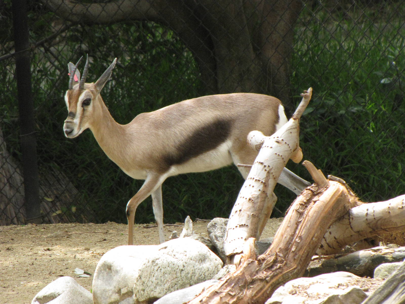 Spekes Gazelle