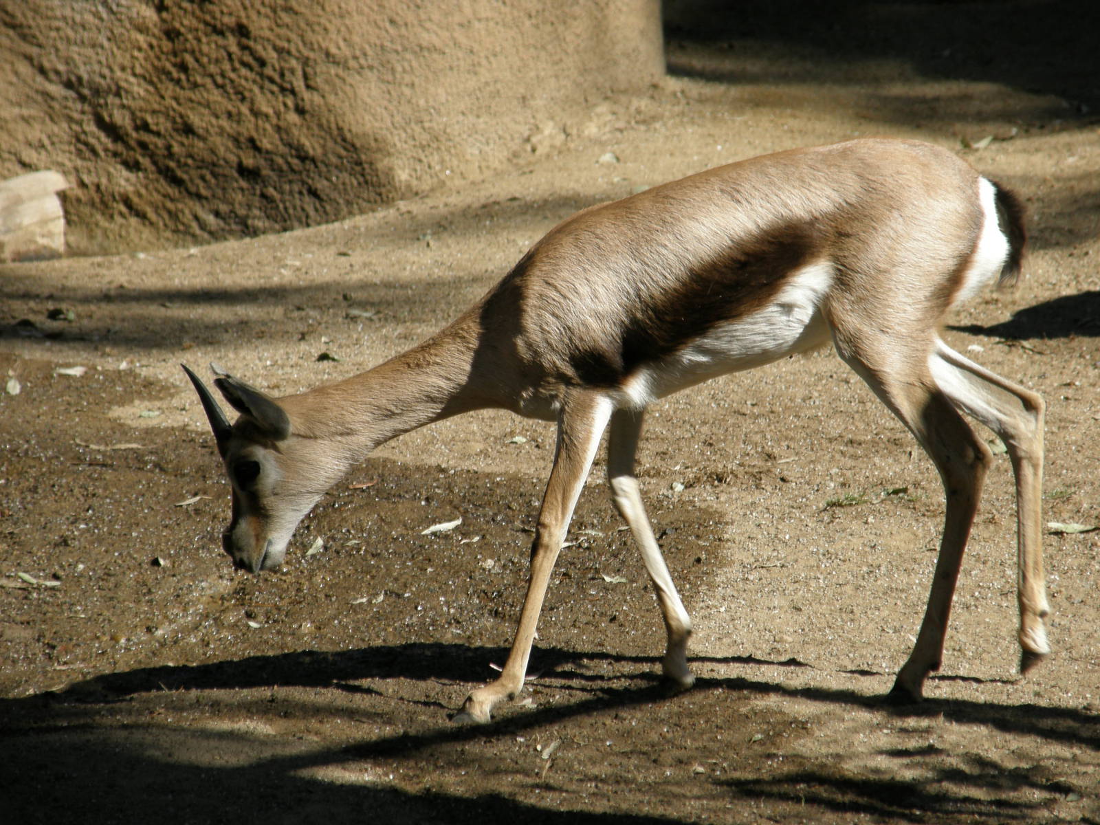 spekes gazelle