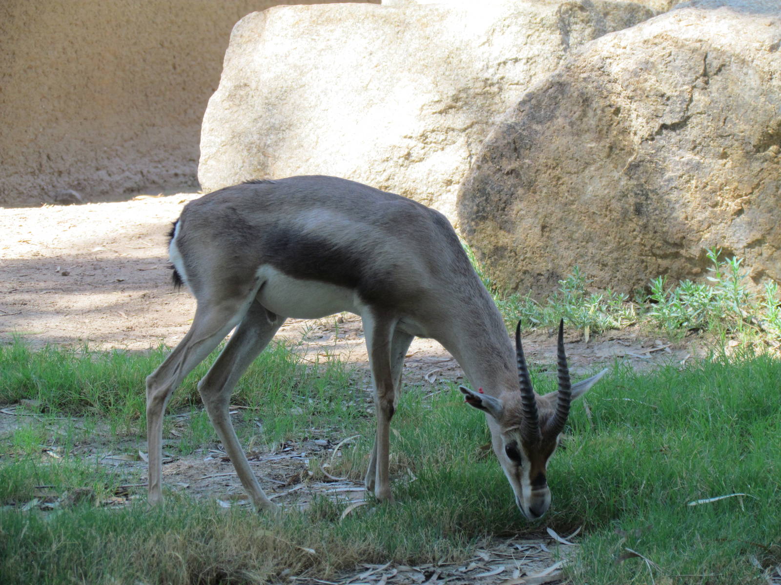 Speke's Gazelle