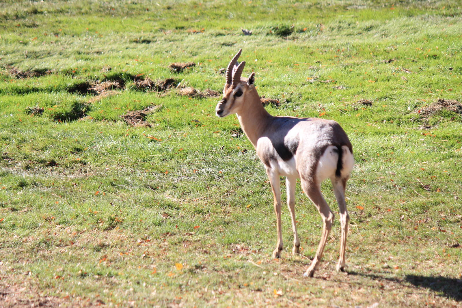 Speke's Gazelle