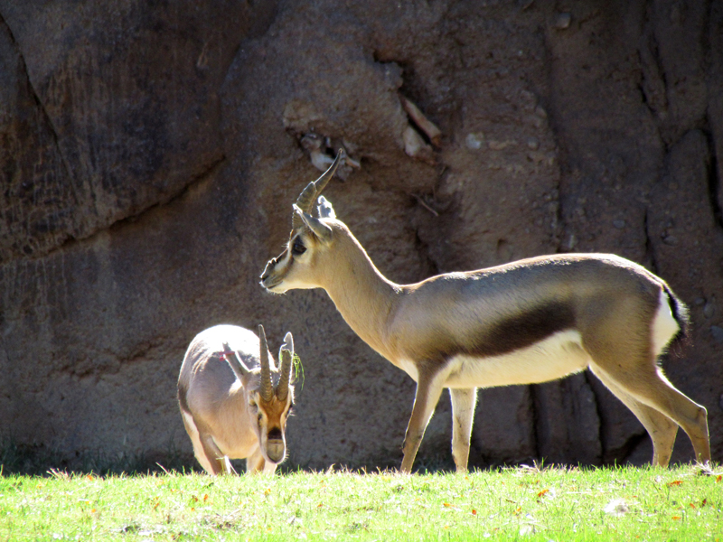 Speke's Gazelle