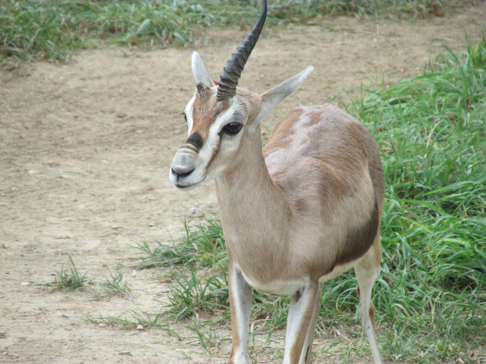 Speke's Gazelle