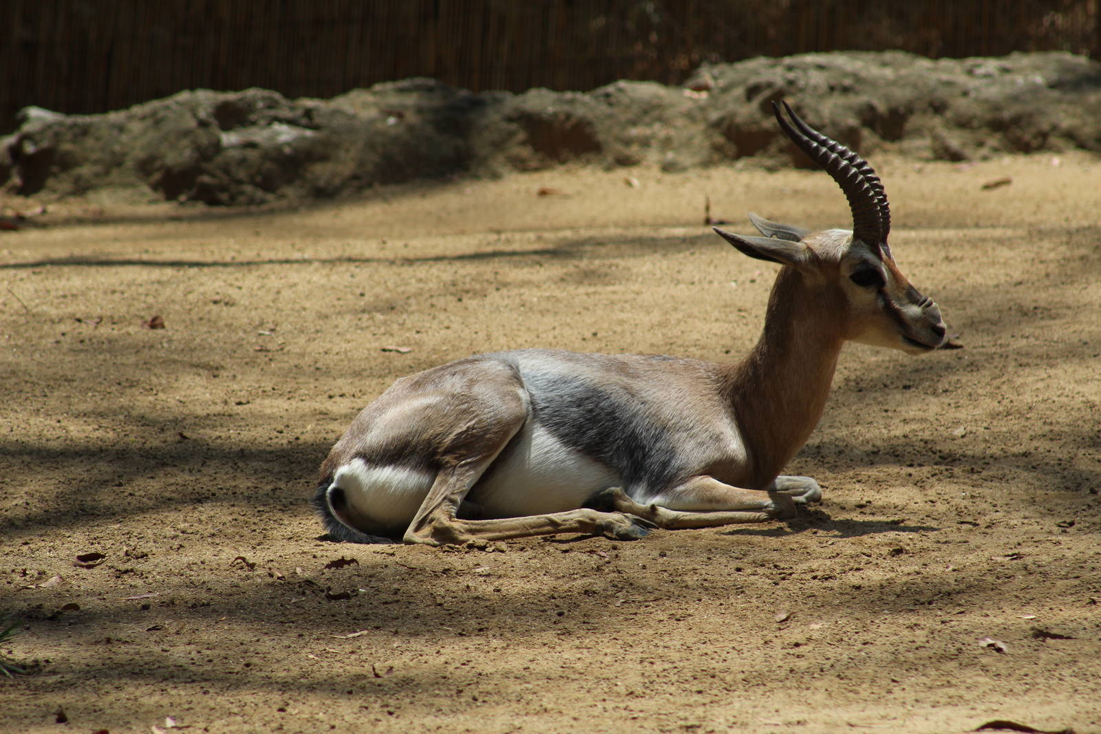 Speke's Gazelle