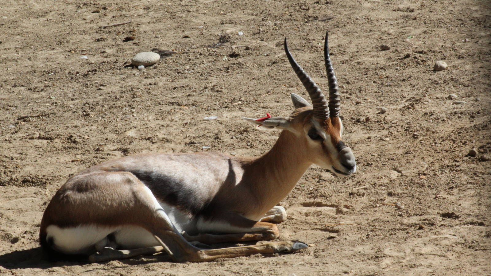 Speke's Gazelle