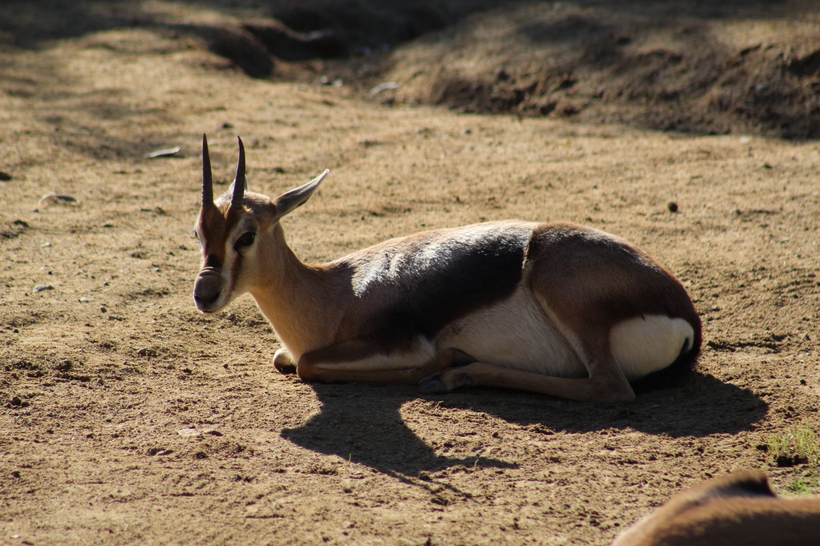 Speke's Gazelle