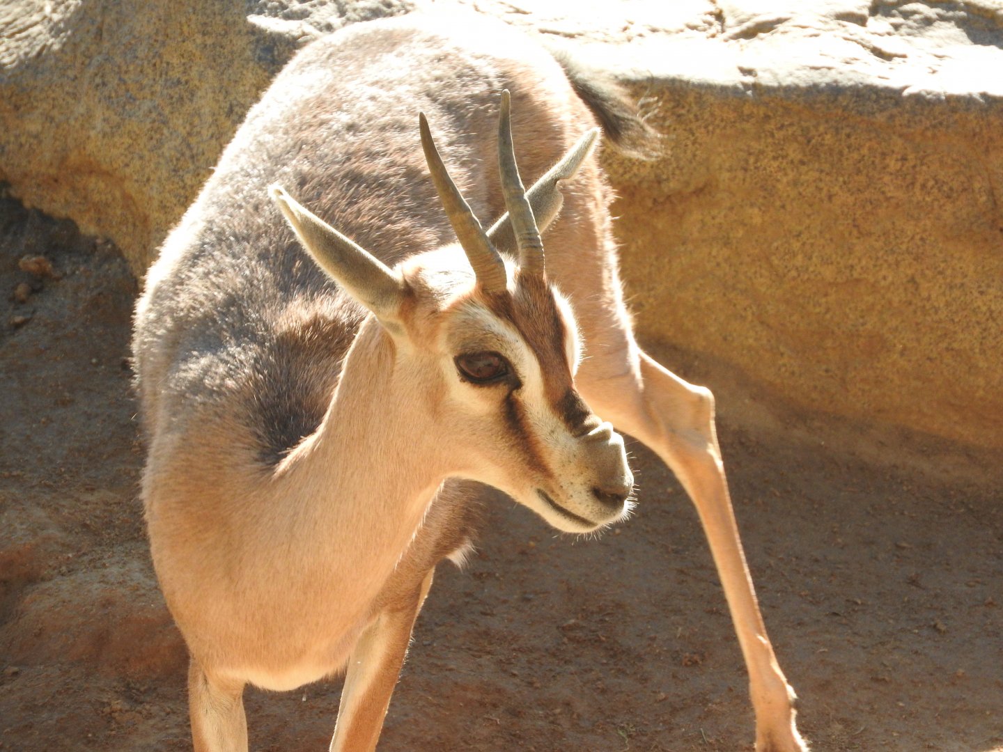 Speke's Gazelle