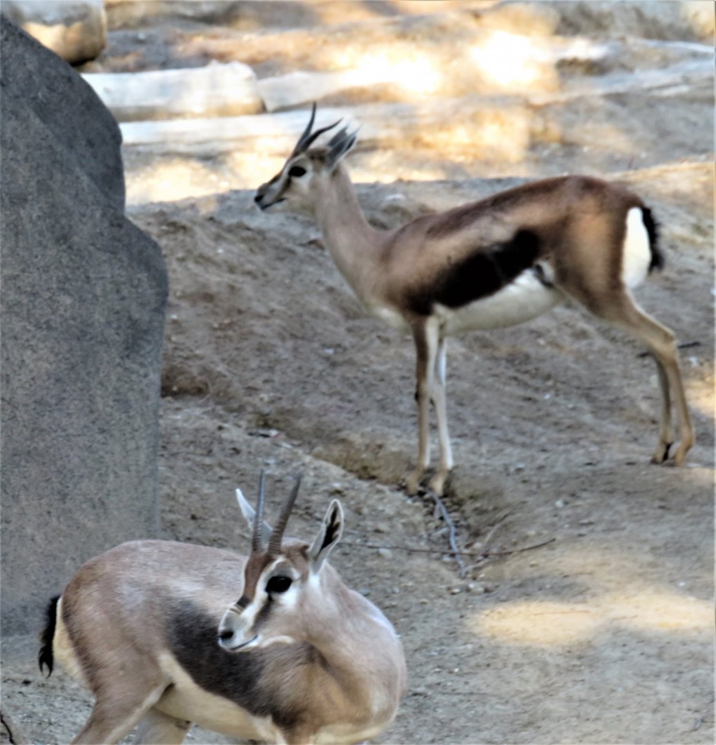 Speke's gazelle