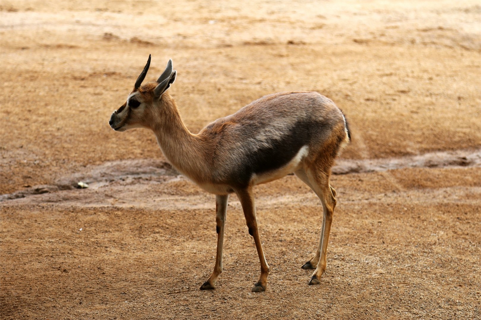 Speke's gazelle