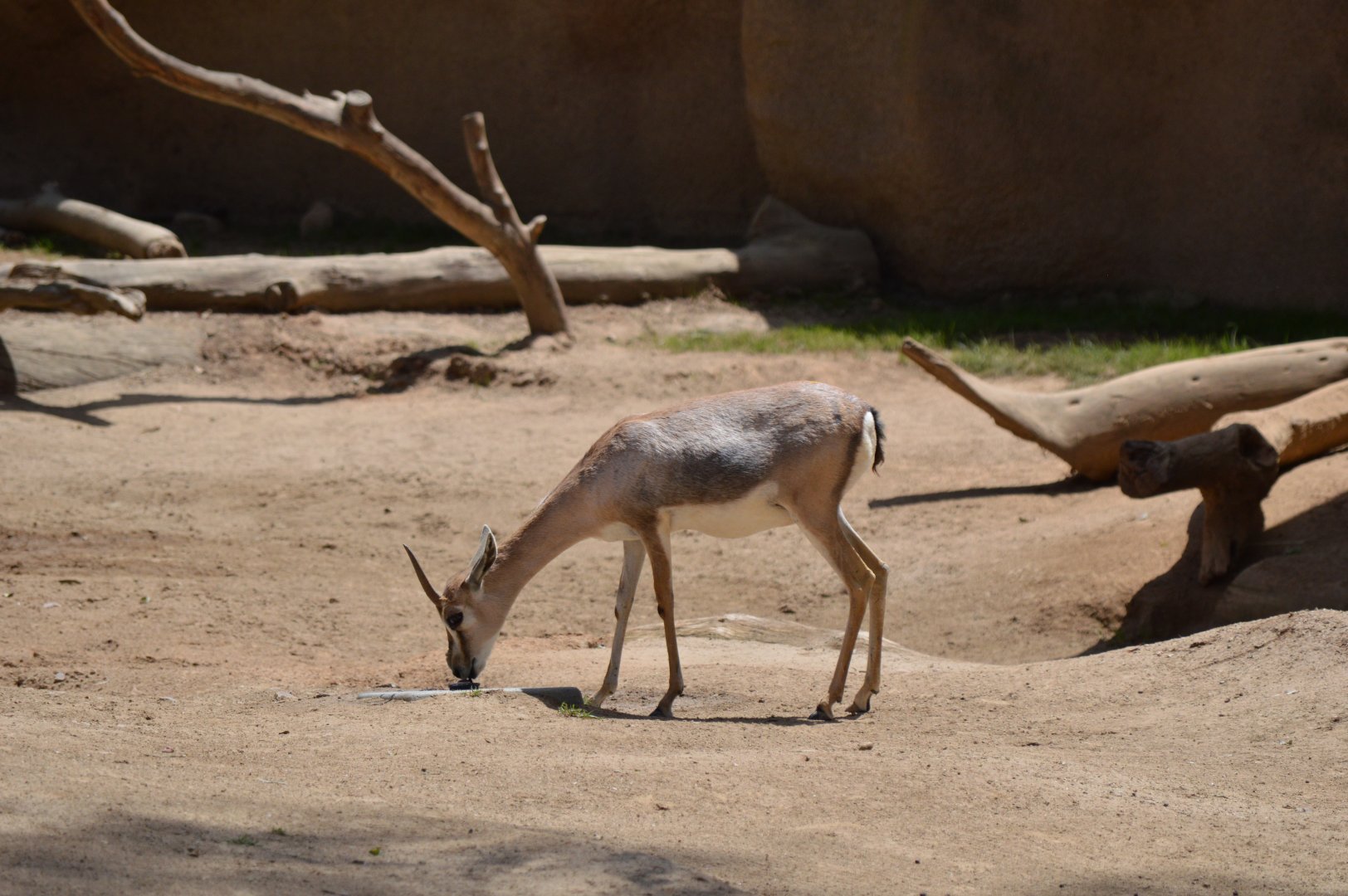 Speke's Gazelle