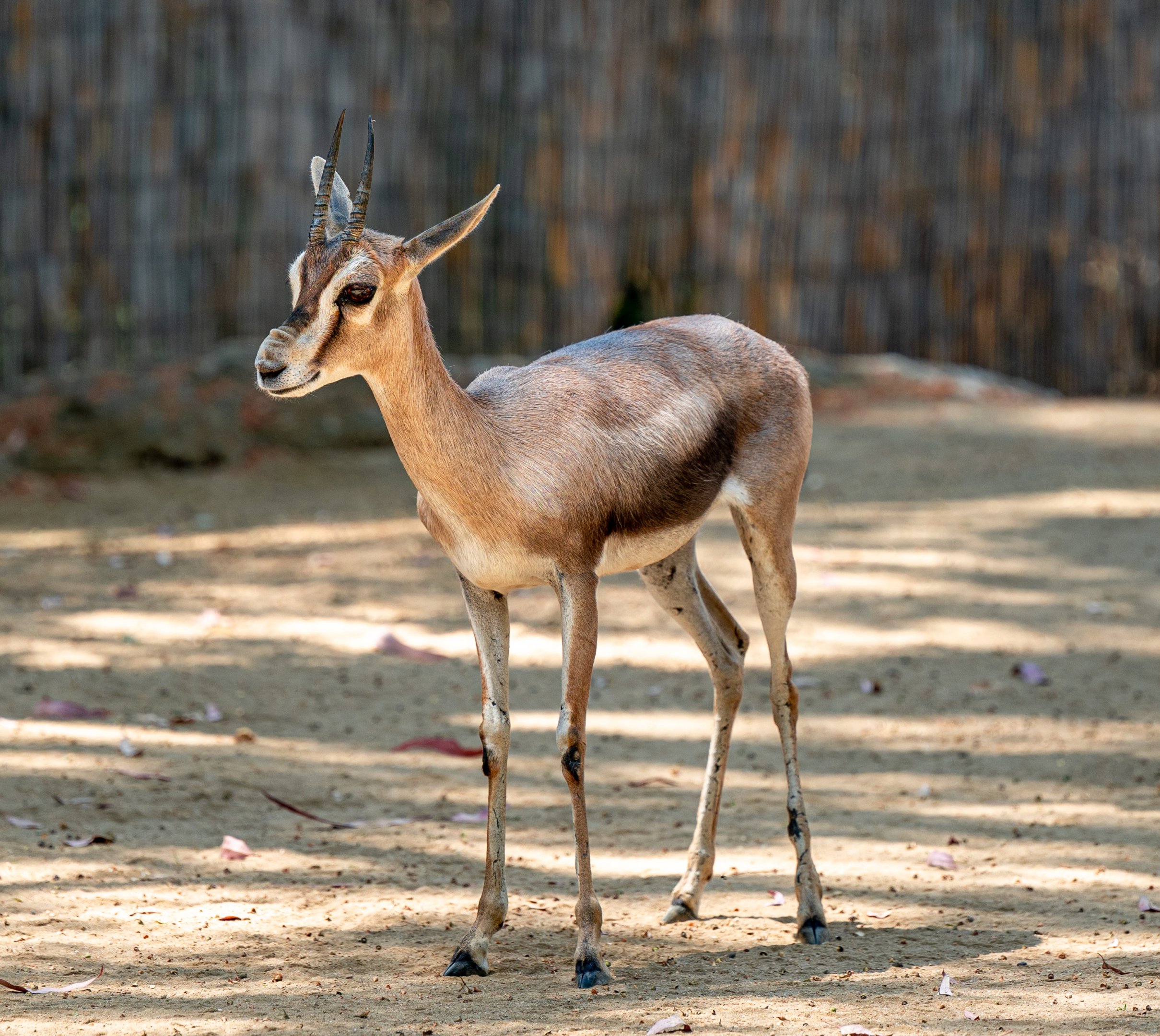 Speke’s Gazelle