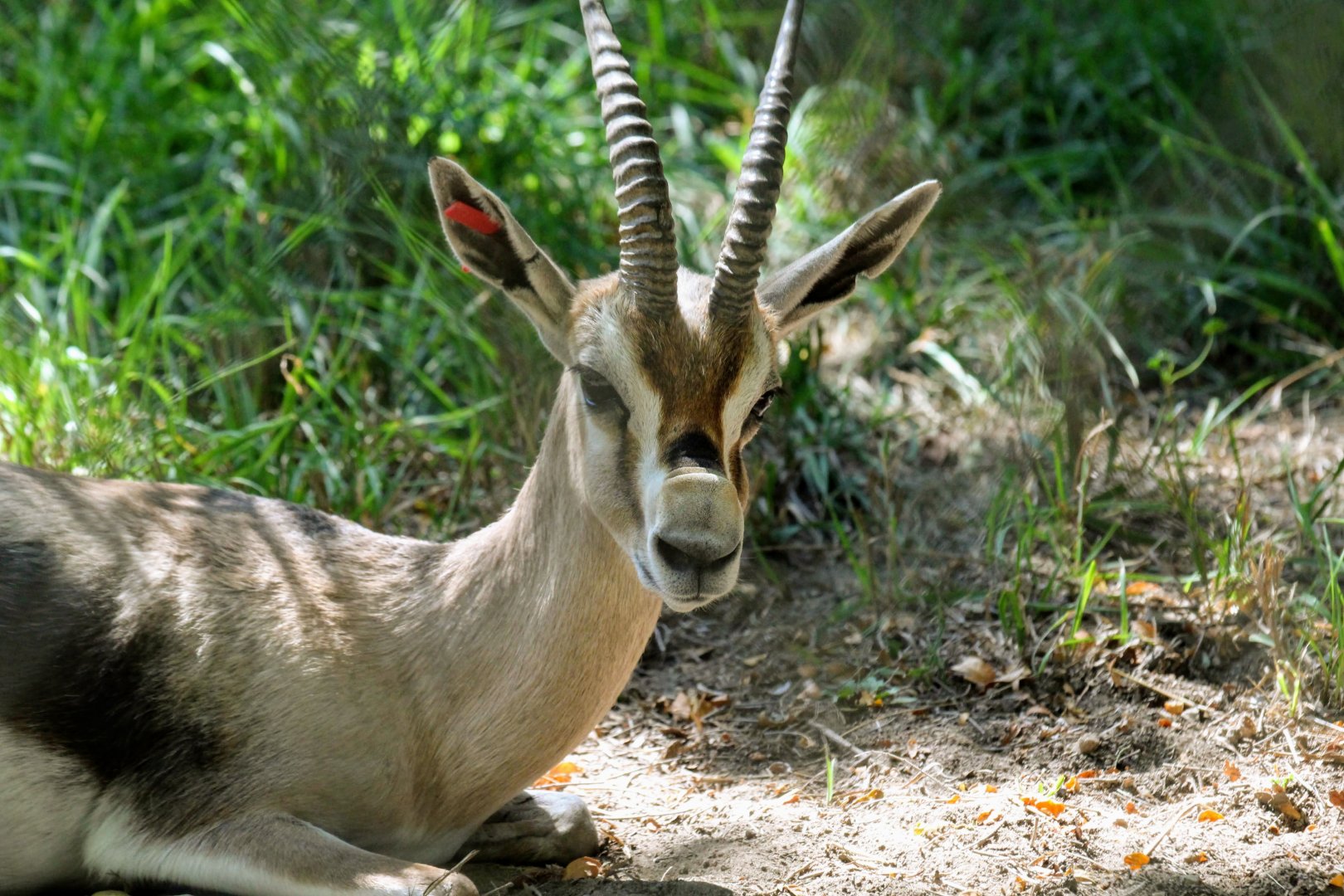 Speke's Gazelle