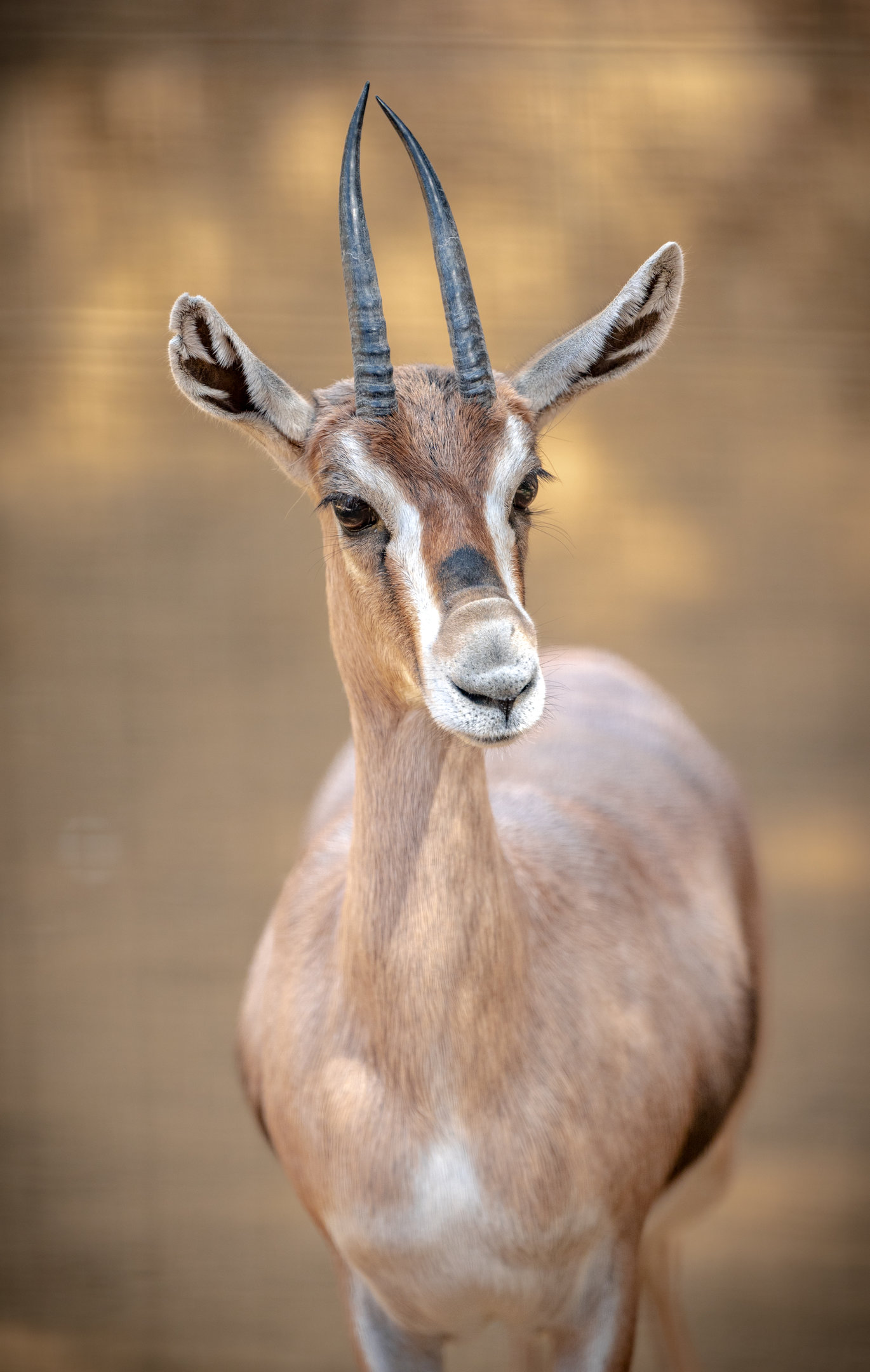 Speke’s Gazelle