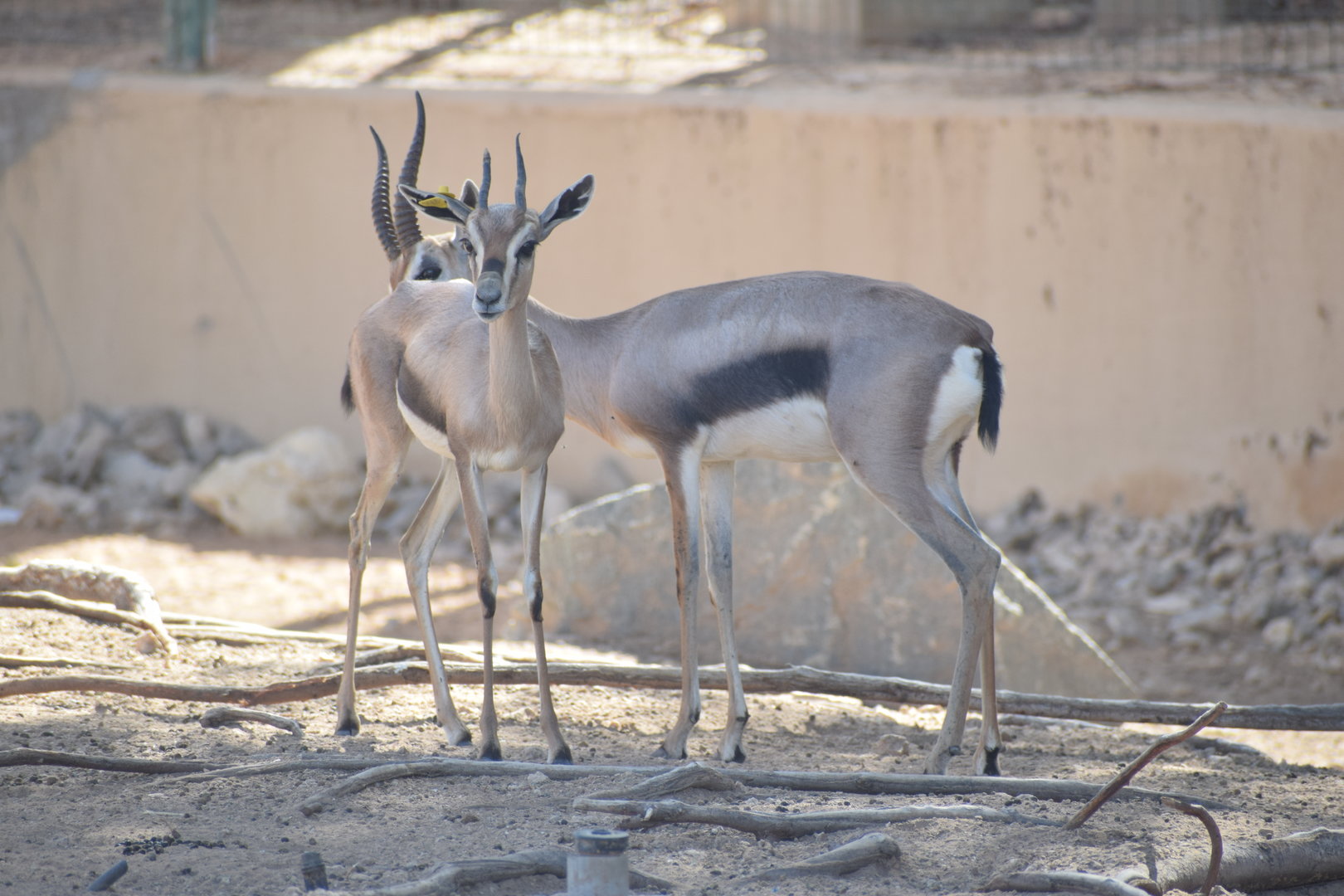 Speke's Gazelle