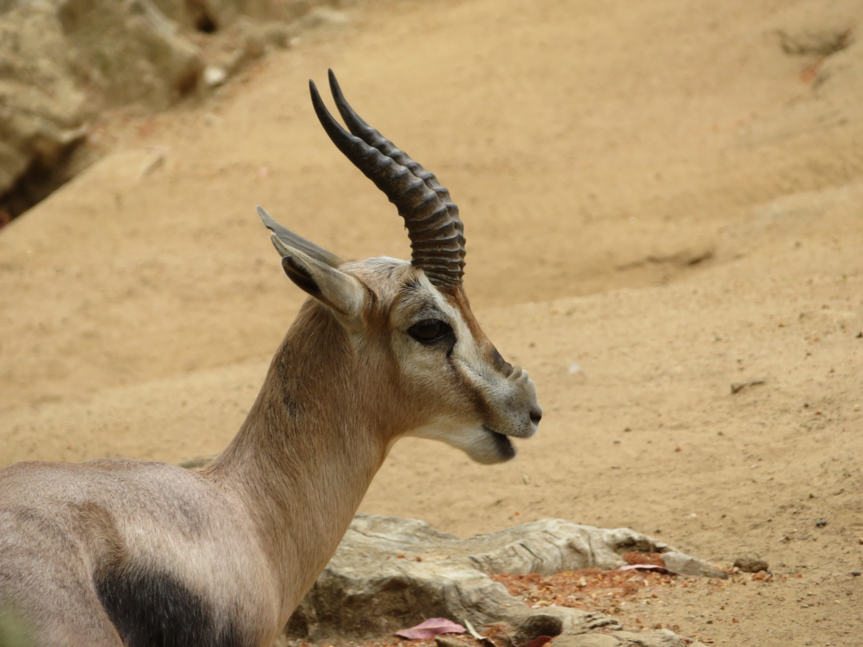 Speke's Gazelle