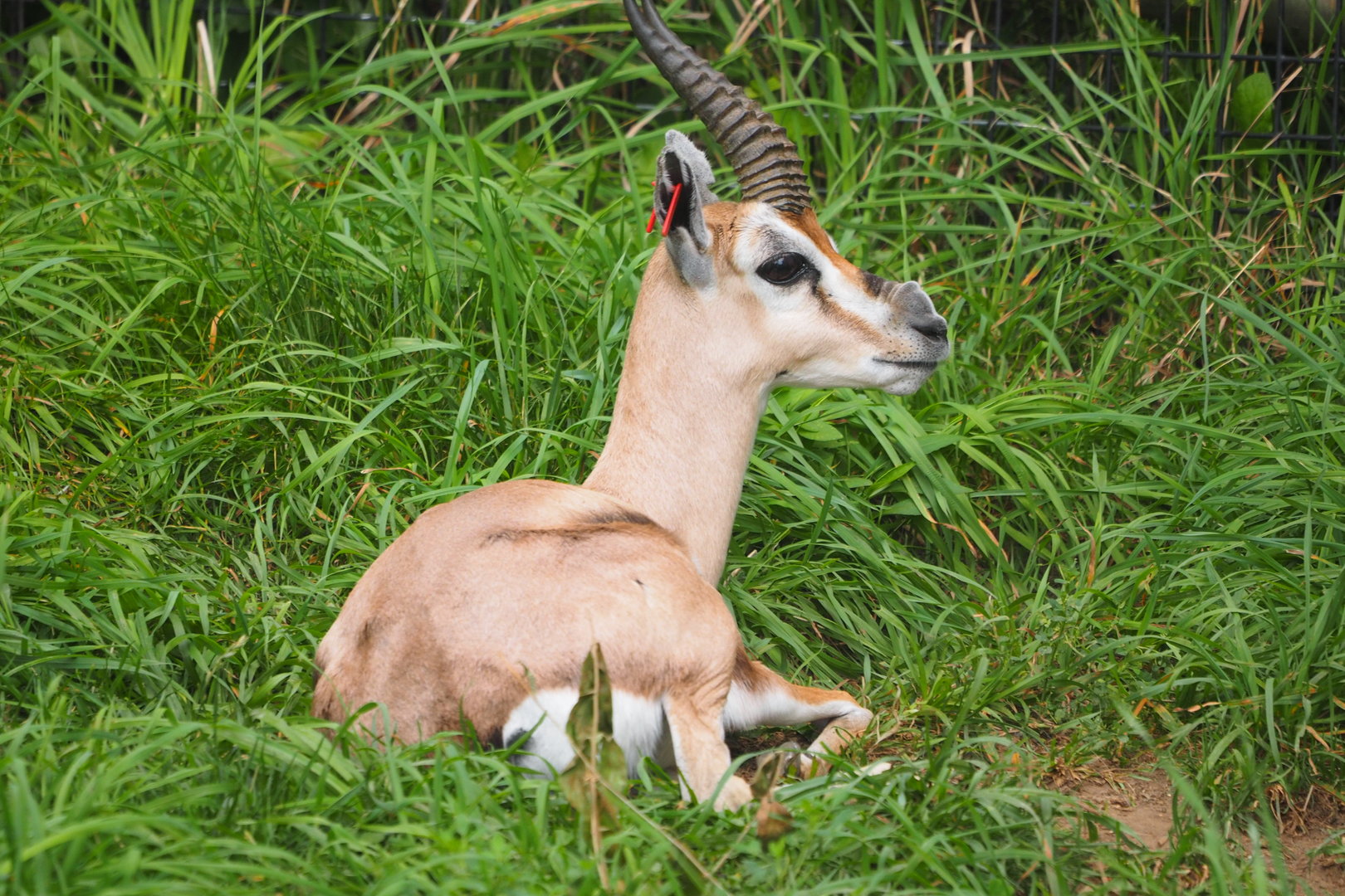 Speke's Gazelle