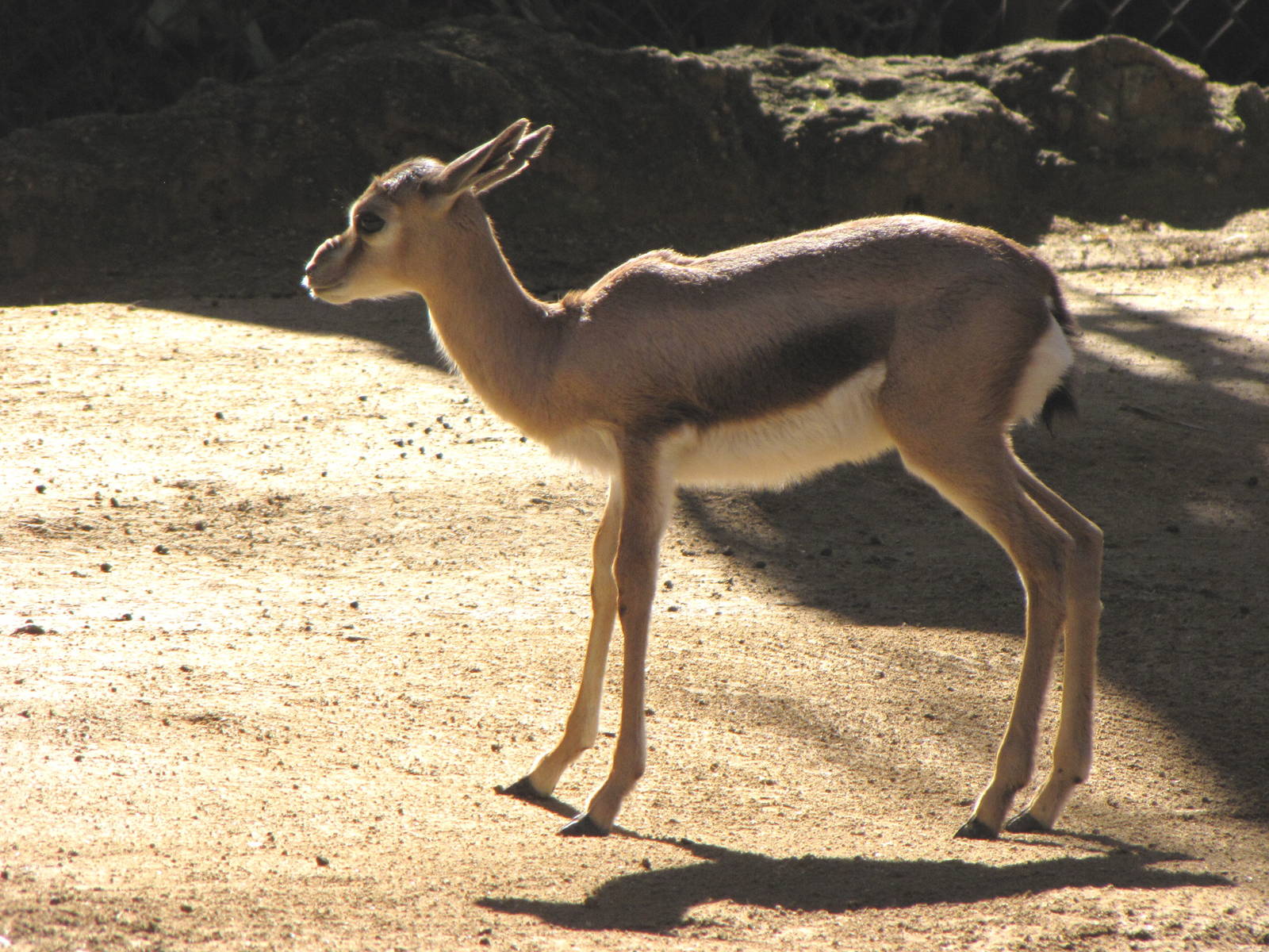 Speke's Gazelle