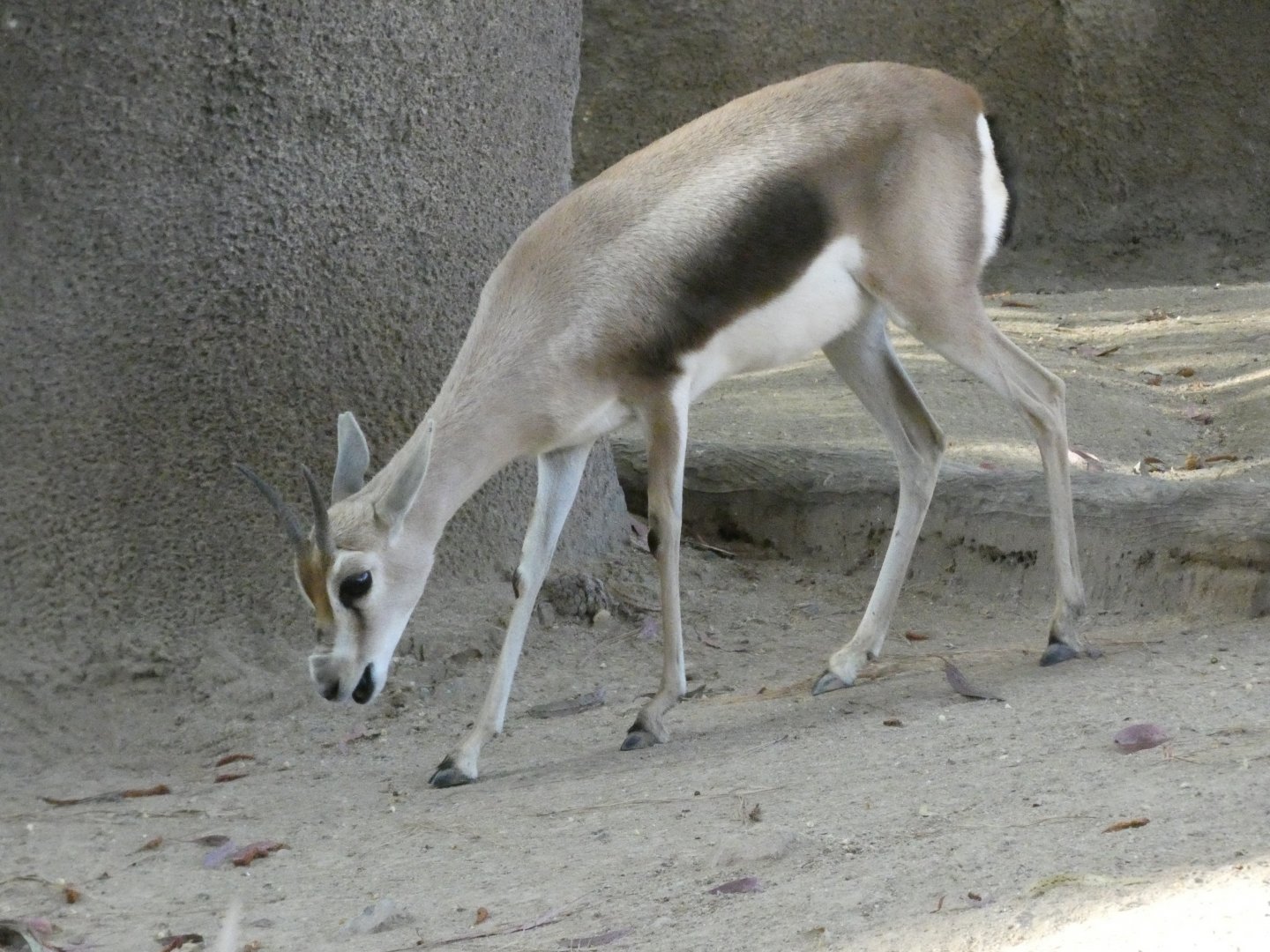 Speke's gazelle