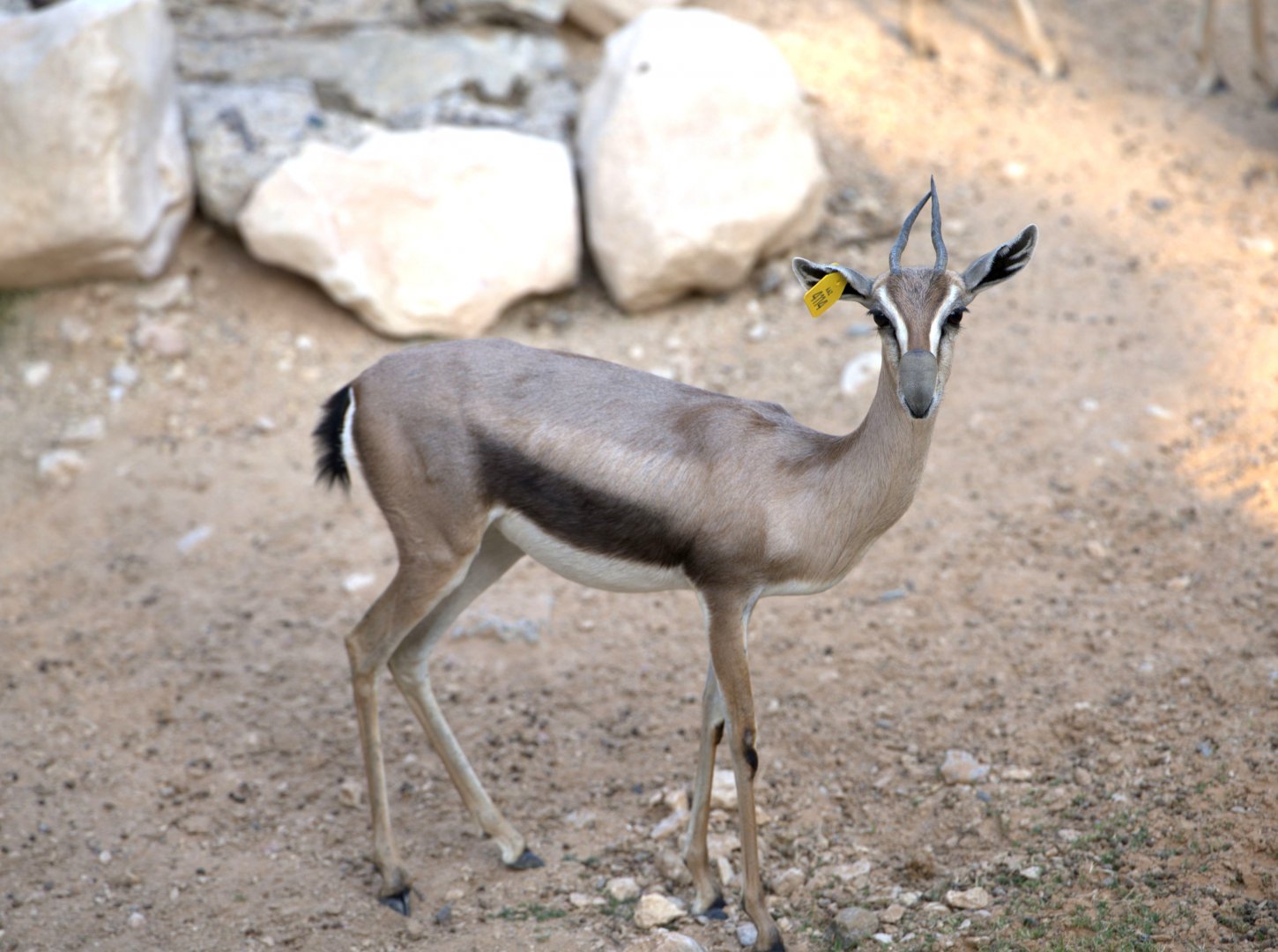 Speke's Gazelle