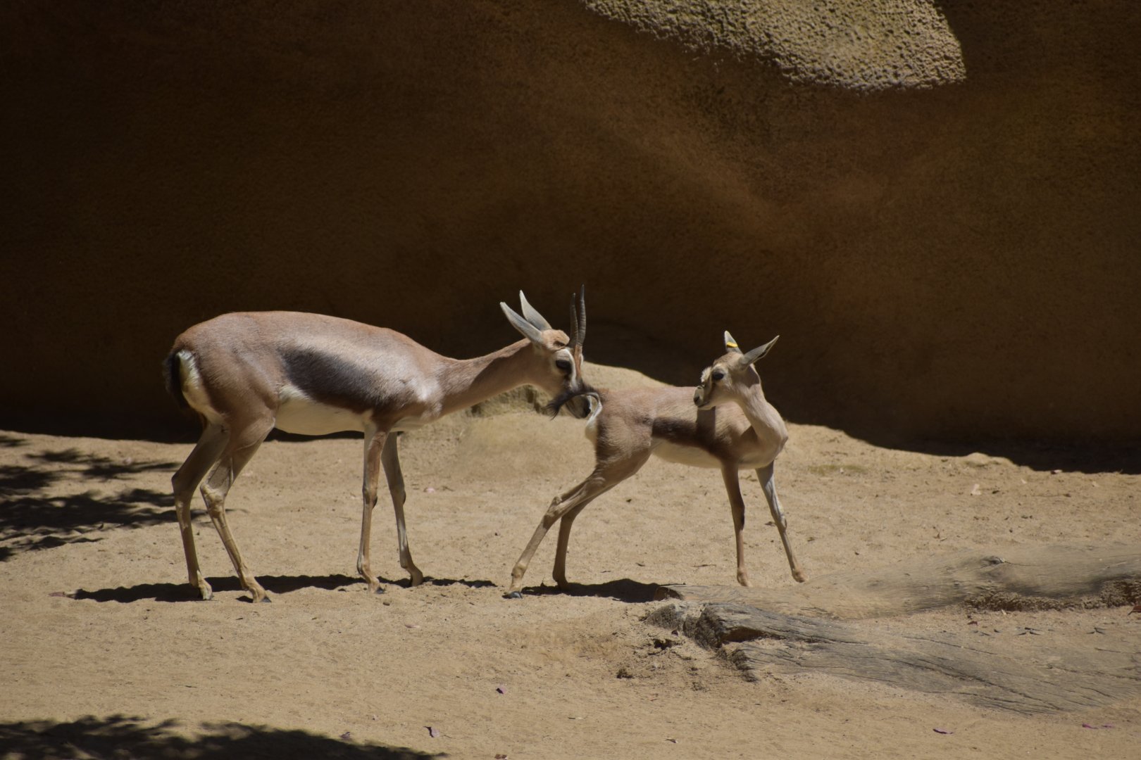 Speke's Gazelle