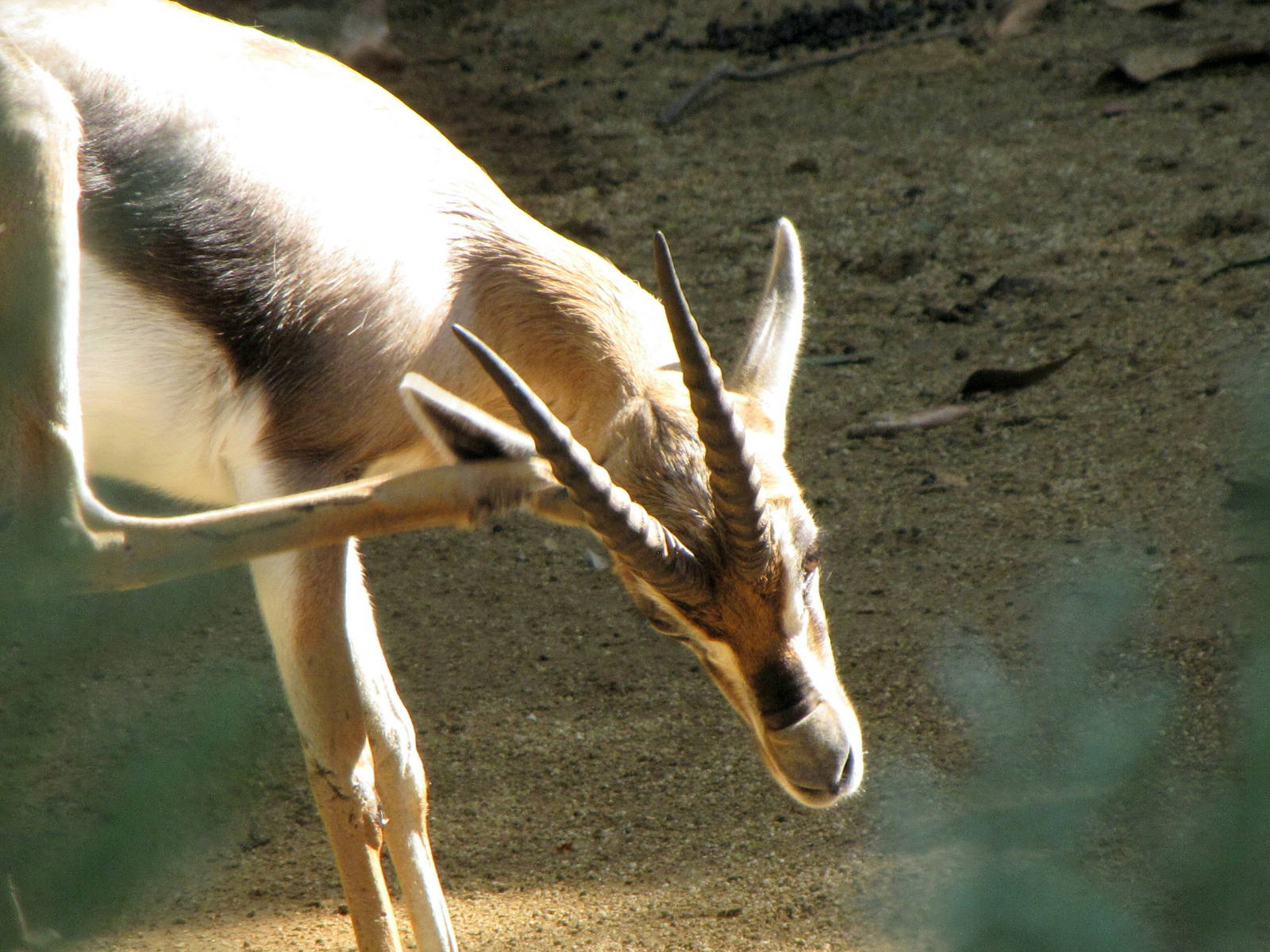 Speke's Gazelle