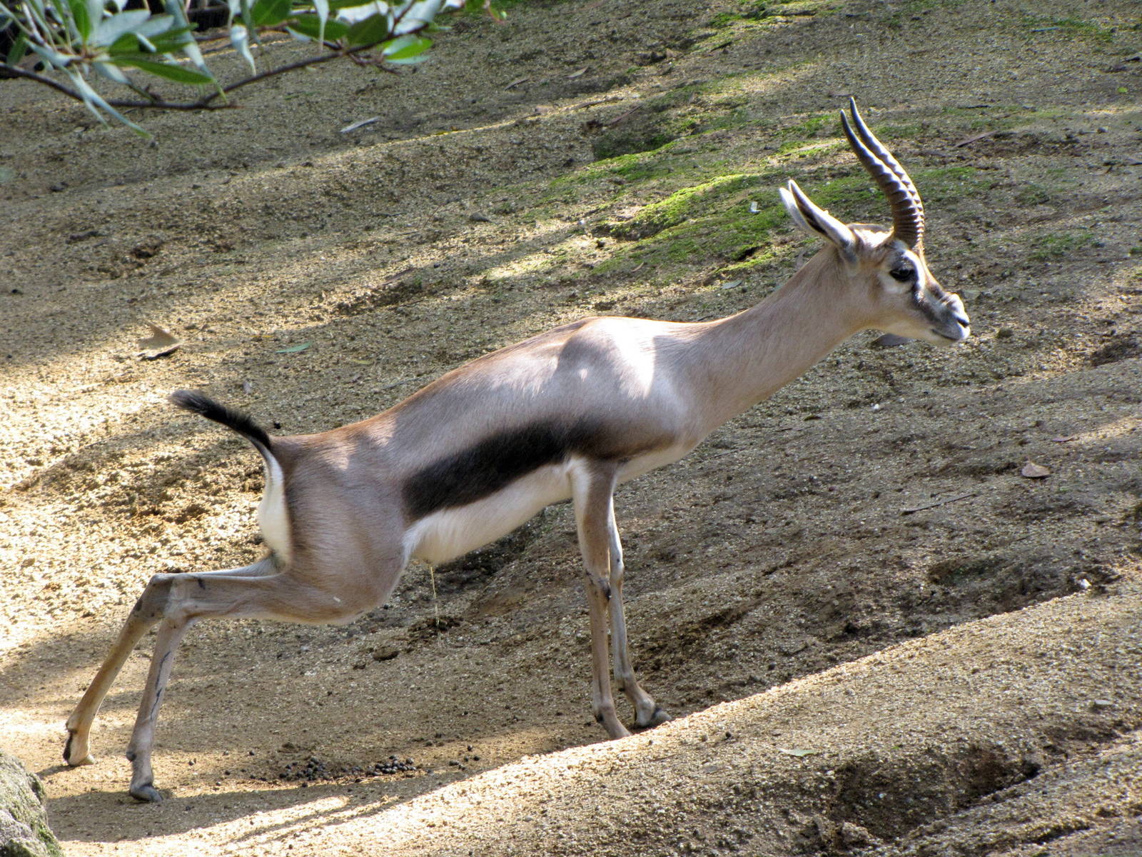 Speke's Gazelle