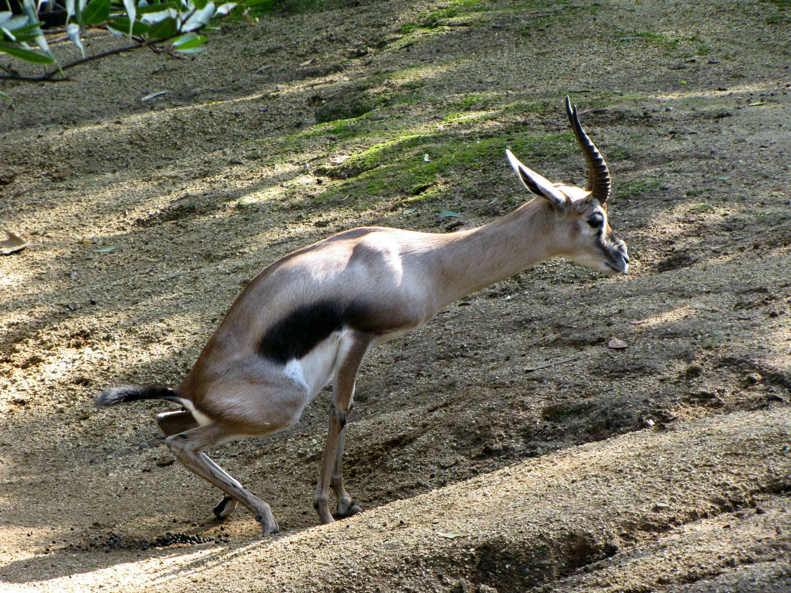 Speke's Gazelle