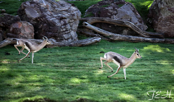 spekes gazelles running