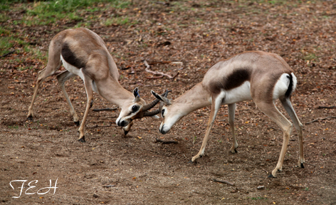 spekes gazelles sparring