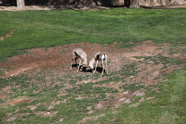 spekes gazelles sparring