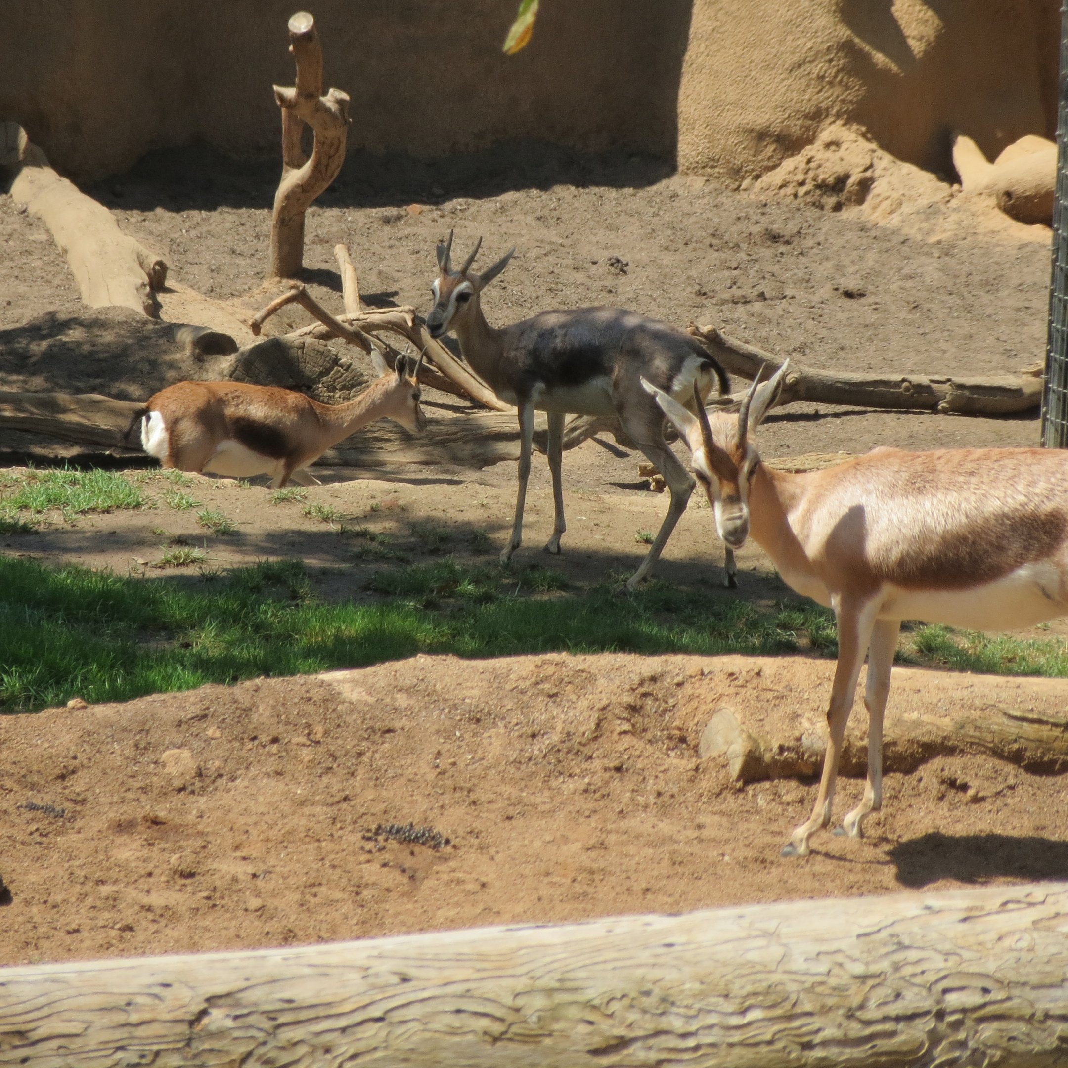 Speke's Gazelles