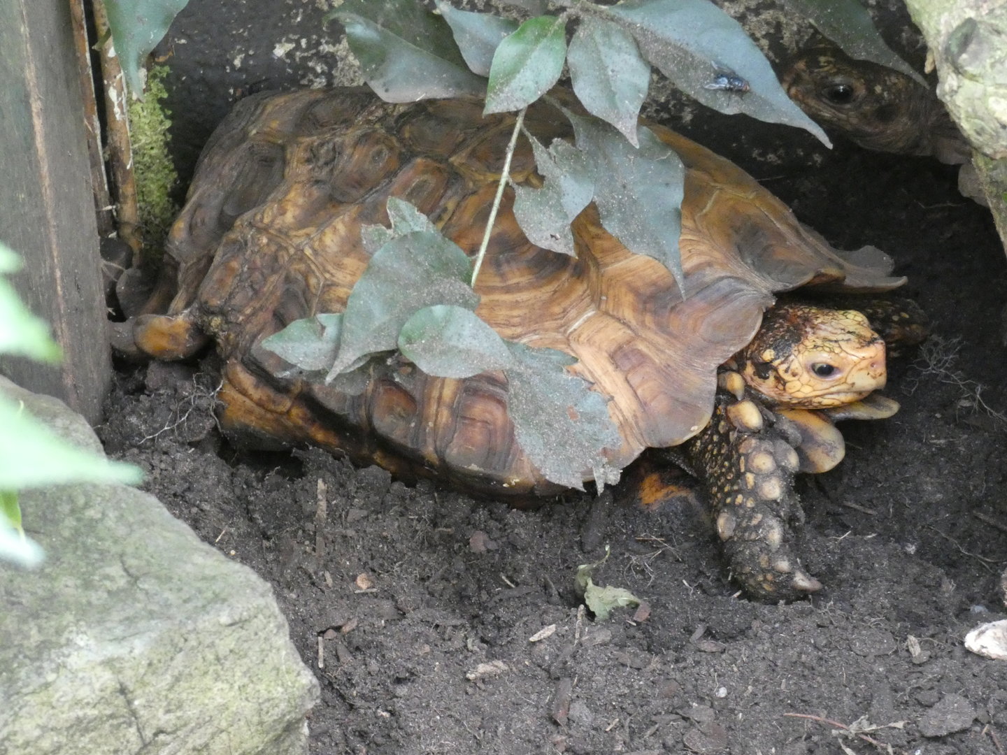 Speke's hinge-backed tortoise