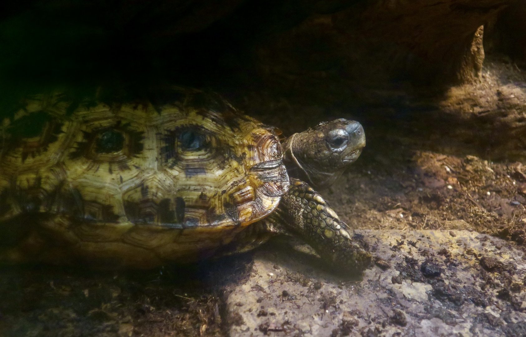 Speke's Hingeback Tortoise (Kinixys spekii)