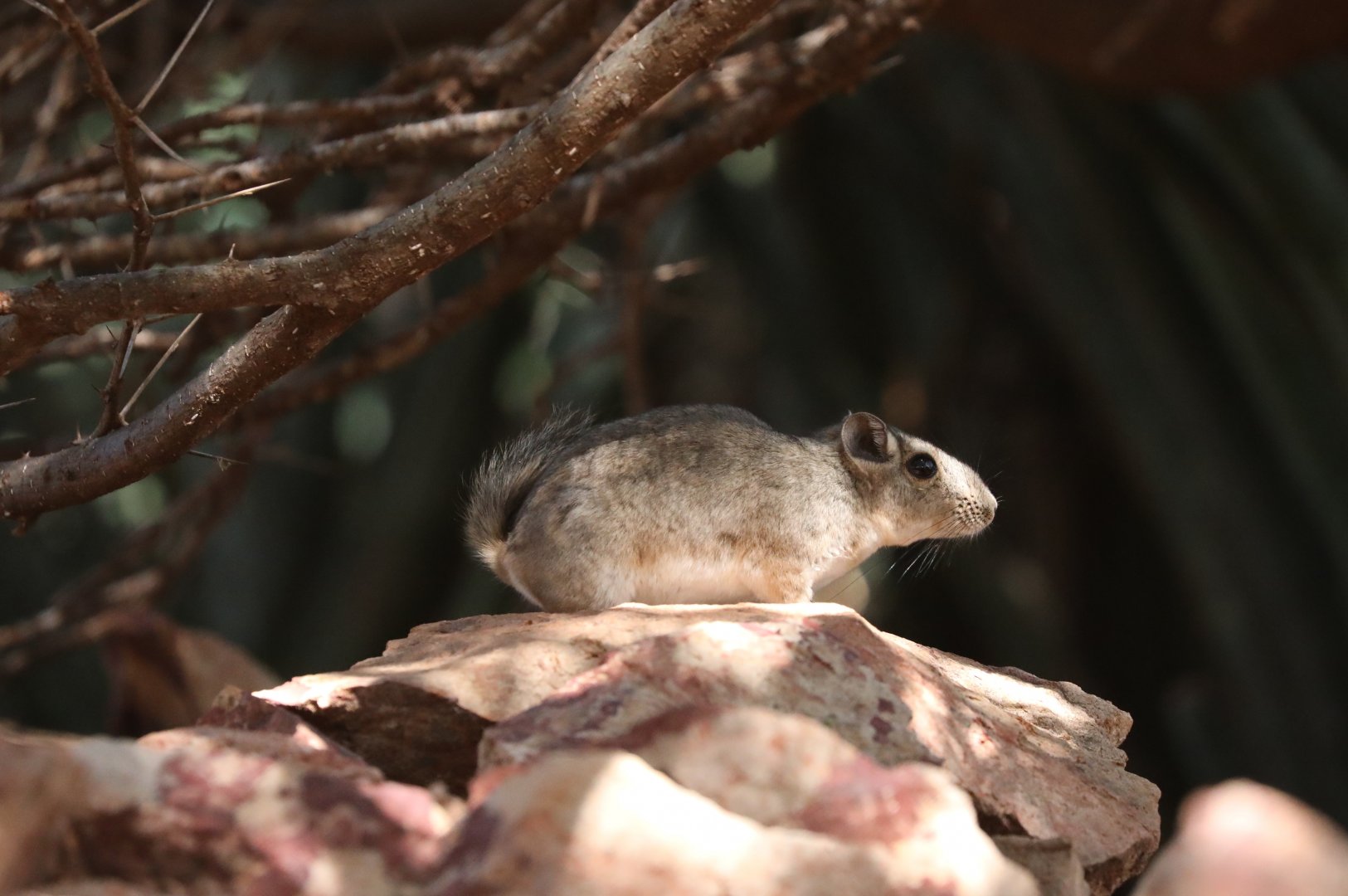 Speke's pectinator (Pectinator spekei)